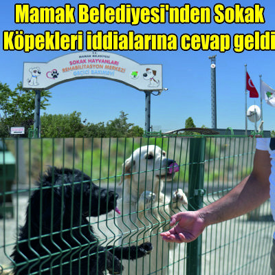 Mamak Belediyesi’nden Sokak Köpekleri Toplanıyor İddialarına cevap geldi.